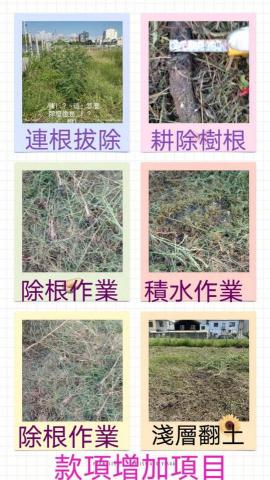常勝將軍-工程行 - 凱旋路-除草作業