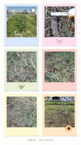 常勝將軍-工程行 - 凱旋路-除草作業