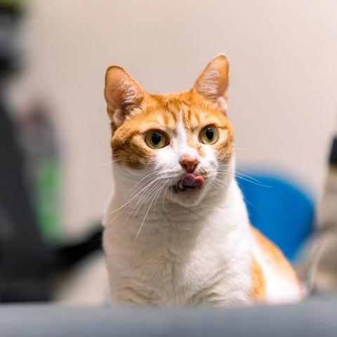 提供拍照箱服務的專家黎睿晨