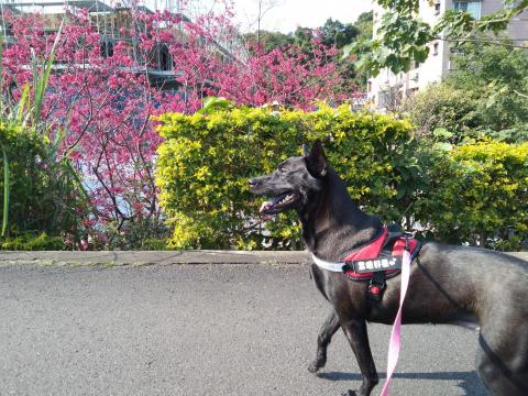 馬老師 - 家中有養一隻黑色土狗，歡迎不怕狗狗的女學生。