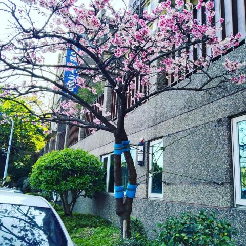 馬老師 - 老師家附近河堤附近，每年春天都會開花的櫻花樹