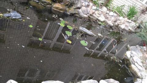 旭浪清潔有限公司 - 魚池清洗前