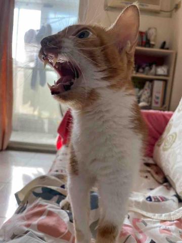 ButterCat 好油貓管家 - 