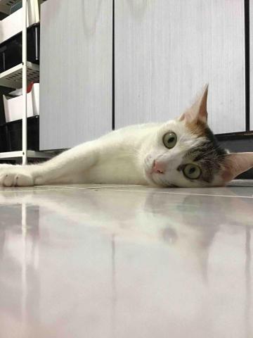 ButterCat 好油貓管家 - See