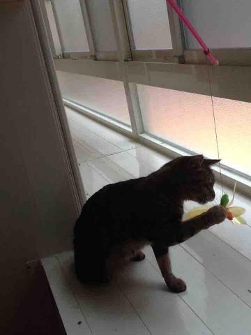 ButterCat 好油貓管家 - 