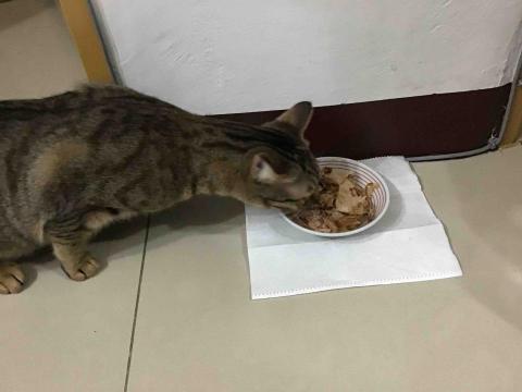 ButterCat 好油貓管家 - 