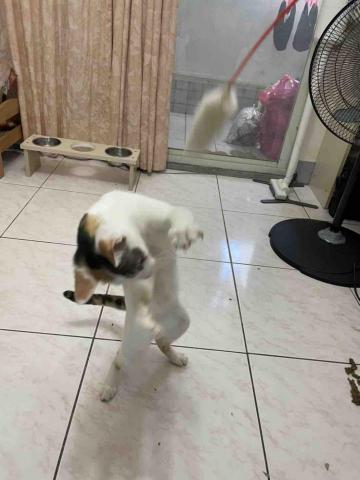 ButterCat 好油貓管家 - 