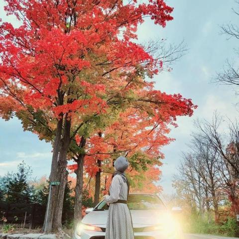 Leena's Maple Language Learnin