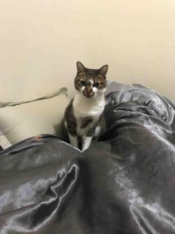 ButterCat 好油貓管家 - 