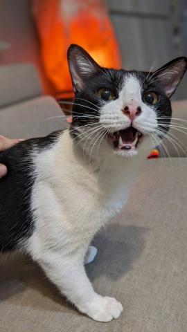 幸福囧小球 - 超級活潑的跑酷選手LULU