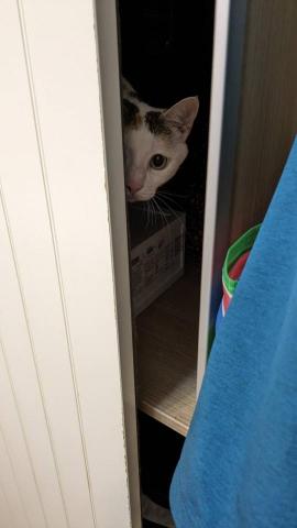 幸福囧小球 - 超級害羞的豆花，不打擾是我的溫柔