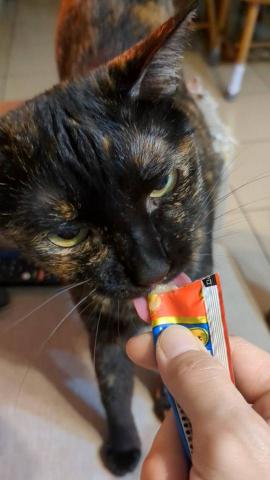 幸福囧小球 - 只在高處監視工作的咪咪（此為保姆期間唯一一次接觸時拍的照 ）