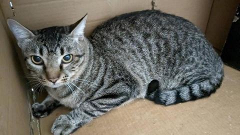 幸福囧小球 - 只長體型不長膽的小阿眠