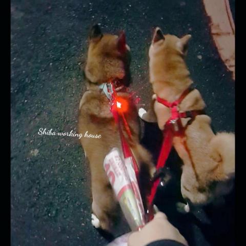 M麻-寵物到府服務 - 