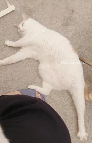 M麻-寵物到府服務 - 