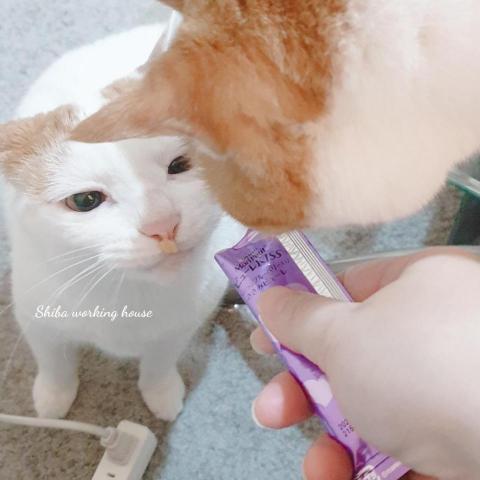 M麻-寵物到府服務 - 