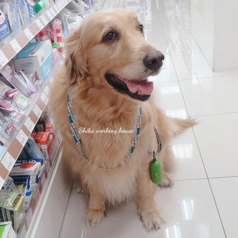 M麻-寵物到府服務 - 