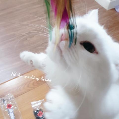 M麻-寵物到府服務 - 