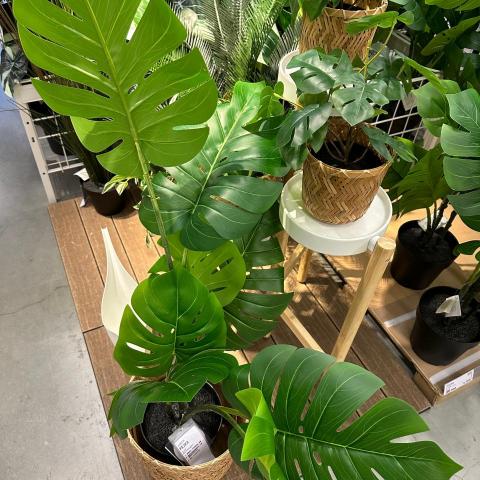 提供文件翻譯服務的專家張靖玉