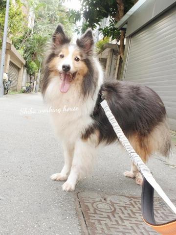 M麻-寵物到府服務 - 