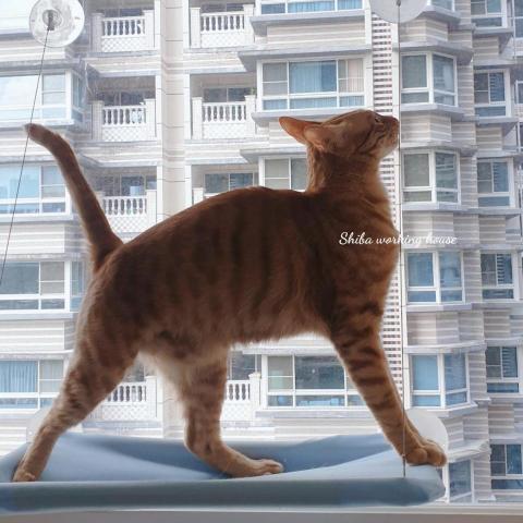 M麻-寵物到府服務 - 