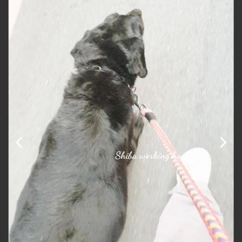 M麻-寵物到府服務 - 