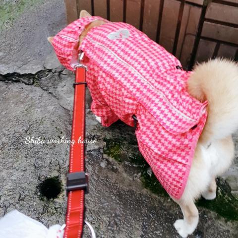 M麻-寵物到府服務 - 