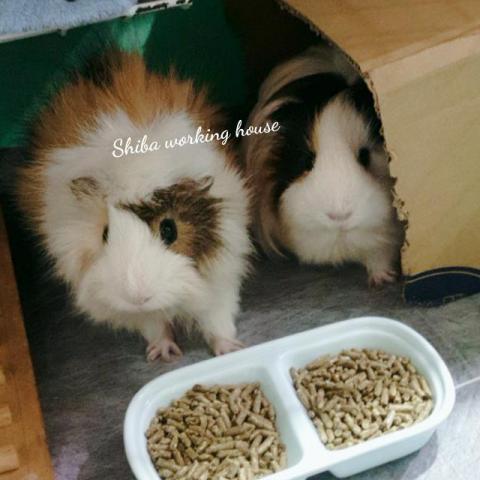 M麻-寵物到府服務 - 