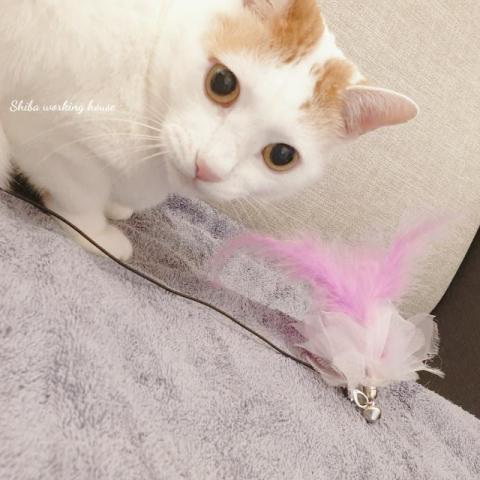 M麻-寵物到府服務 - 