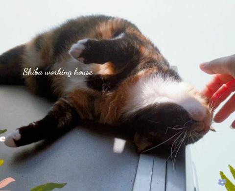 M麻-寵物到府服務 - 