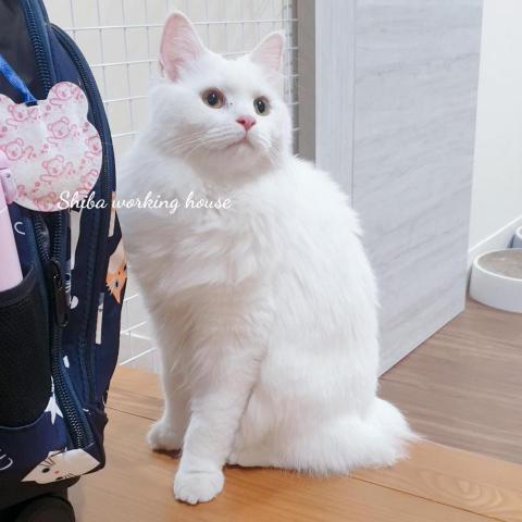 M麻-寵物到府服務 - 