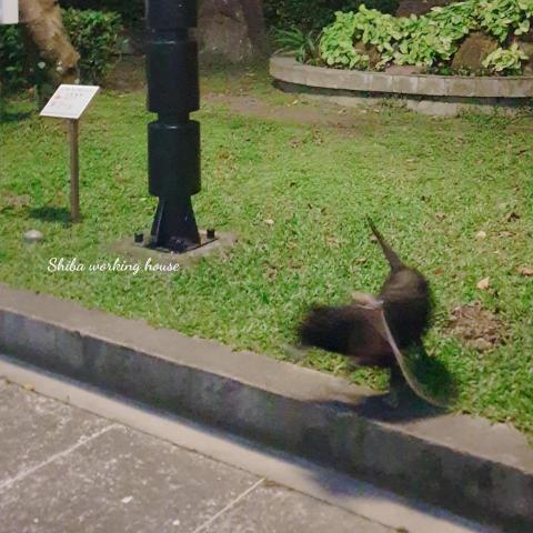 M麻-寵物到府服務 - 