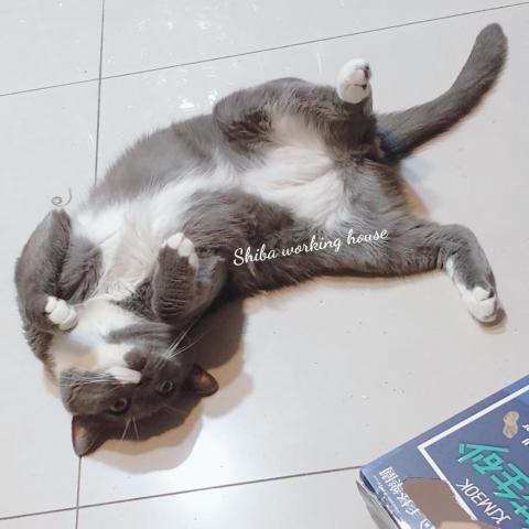 M麻-寵物到府服務 - 