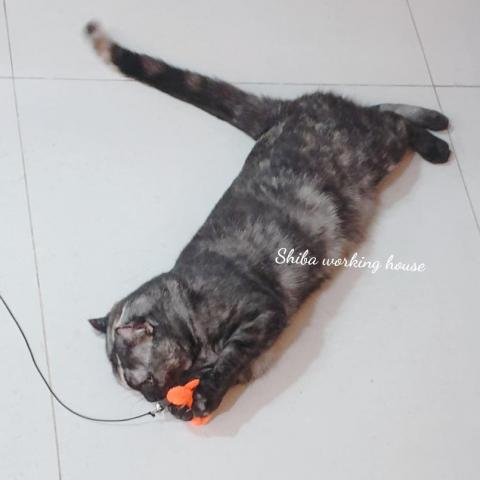 M麻-寵物到府服務 - 