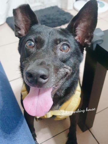 M麻-寵物到府服務 - 