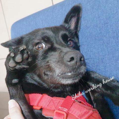 M麻-寵物到府服務 - 