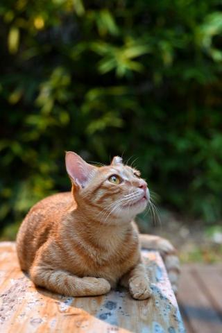 KN攝影 - 動物攝影