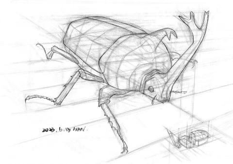 Han studio  邱柏翰 - 昆蟲透視結構示範