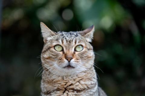 KN攝影 - 動物攝影