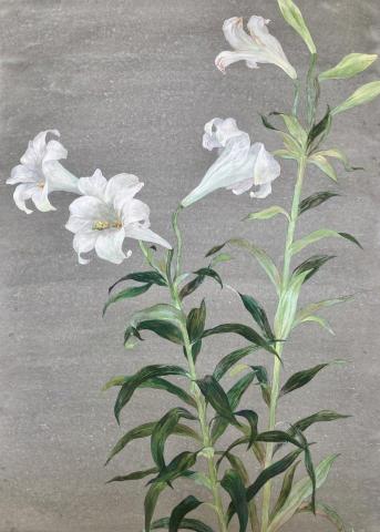 璟桉美術工作室 - 老師工筆畫作品分享