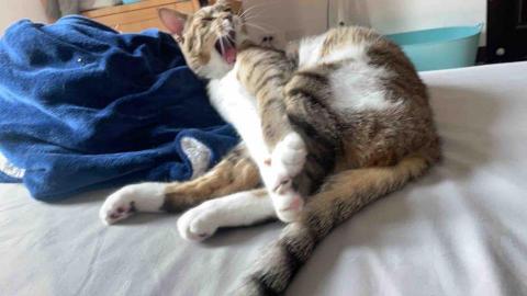 提供遛狗服務的專家grace linka