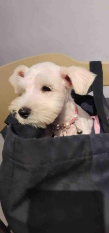 毛大叔狗私塾 - 幼幼班可愛小白
#狗學生 毛大叔狗私塾 - 幼幼班可愛小白
#狗學生