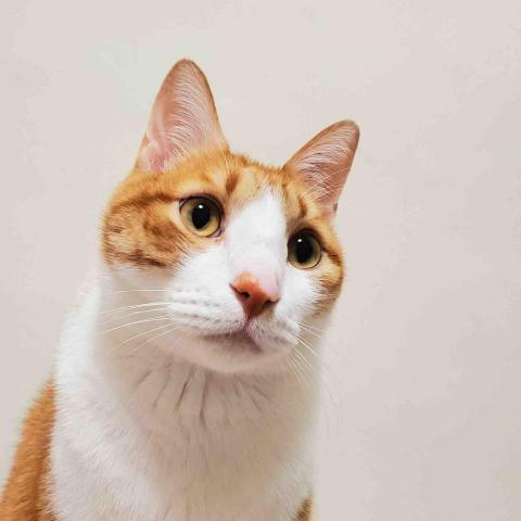 毛孩到府保姆、散步 - 家中的毛孩