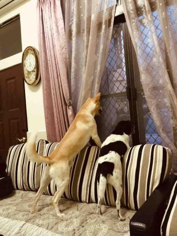 郁青寵物居家服務 - 