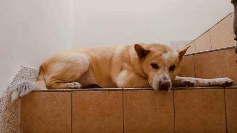 郁青寵物居家服務 - 