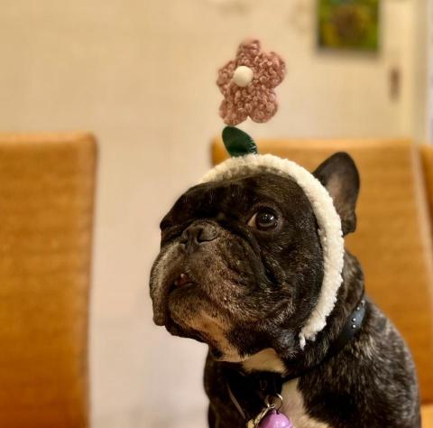 ㄚ莓-三重區周邊寵物保姆 - 我是弟弟、歐巴 我有兩個名字～
我調皮力氣很大，曾經有把電視從櫃子推到地上的經驗。