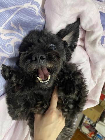 ㄚ莓-三重區周邊寵物保姆 - 我是恰恰
白內障狗狗
喜歡坐在高的地方
很三八有公主病覺得自己超級漂亮別的狗狗都很醜
挑食不喜歡吃飼料也不吃蔬菜