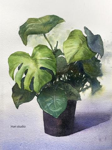 Han studio  邱柏翰 - 課堂三色水彩龜背芋示範