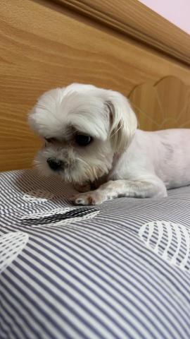 ㄚ莓-三重區周邊寵物保姆 - 我是ㄚ毛
我有社交恐懼症，我不喜歡跟狗狗在一起，我有氣喘，媽媽有帶我去看醫生治療了，但有時候還是會喘的很嚴重喘不過氣；我很喜歡一直摸我一直摸我唷