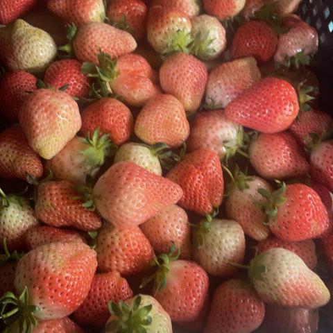 提供苗栗採草莓服務的專家幸福花之島冷凍草莓工坊